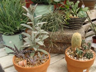 Cactus and succulent display at Hillermann Nursery & Florist