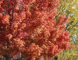 Trees with pretty fall color at Hillermann Nursery & Florist