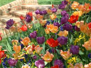 Tulips-colorful