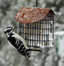 Bird-Woodpecker-SuetFeederB