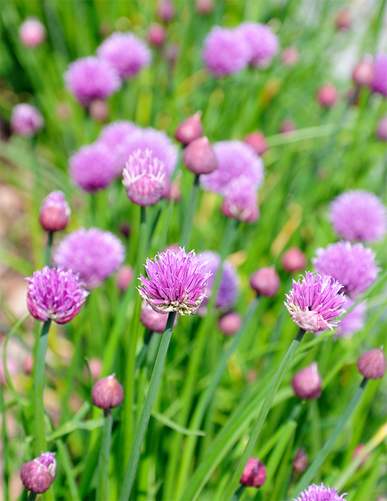 Blooming chive plants. Photo courtesy of Canva